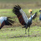 Ngorongoro Crater